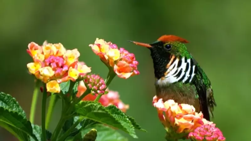 Expedição Revela Segredos da Biodiversidade Brasileira: O Caminho para a COP-30