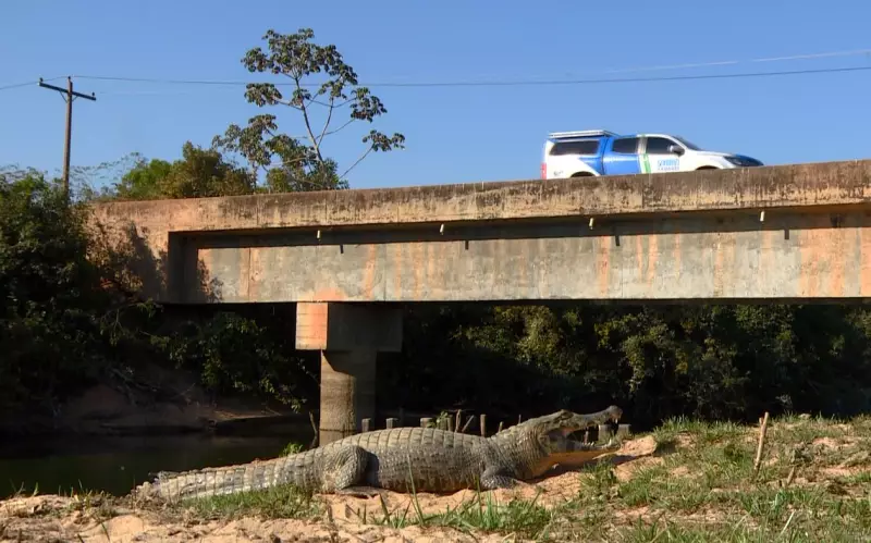 Expedição Terra da Gente: Do Pantanal ao Cerrado em uma jornada épica pela natureza brasileira