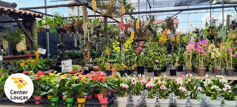 Exposição de Orquídeas e Suculentas Transforma Center Loucas Pedreira em Jardim Encantado