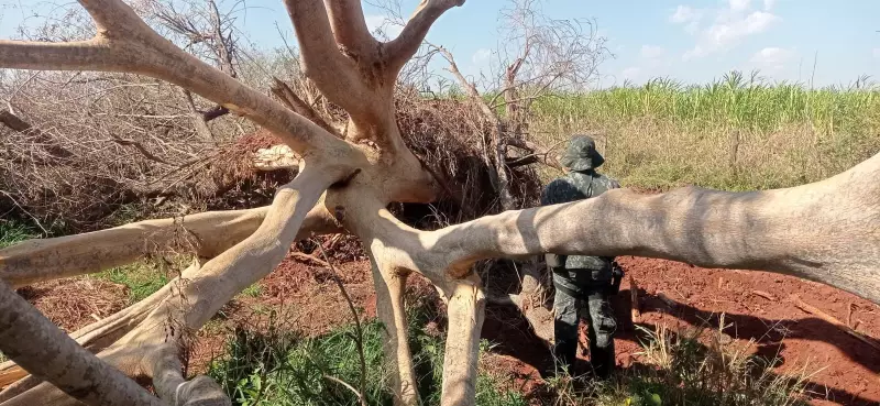 Fazendeiro é multado em R$ 500 mil após devastar Mata Atlântica nativa em Barbosa