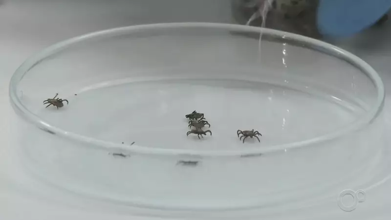 Febre Maculosa em Salto: Município confirma 4ª morte e alerta para surto da doença