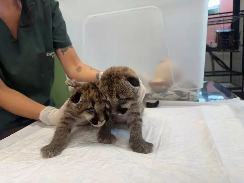 Filhotes de Onça-Parda Órfãos: O Desafio de Alimentá-los a Cada 2 Horas e a Incerta Volta à Natureza