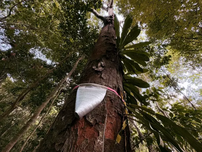 Florestas do Amapá em Foco: Pesquisa Revela Quanta Água as Árvores Liberam na Atmosfera