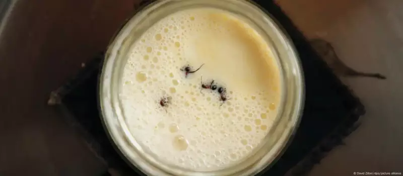 Formigas no Iogurte: Ciência Testa Sabedoria Popular dos Balcões e Revela Verdade Surpreendente