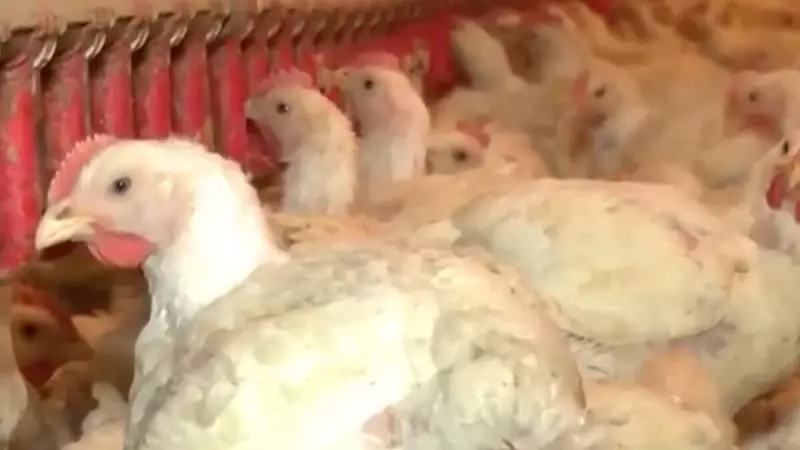 Frango Brasileiro em Alta: Exportação Pode Bater Recorde Histórico em 2025