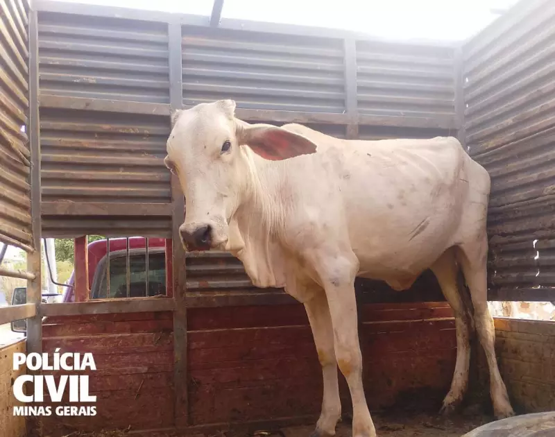 Furto de Gado no Norte de Minas: Dois Homens São Indicados pela Polícia | Investigação Revela Detalhes do Crime