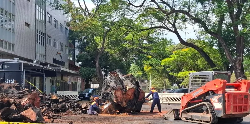 Gameleira Centenária da Asa Norte é Removida Após Incêndio Criminoso e Disputa Judicial no DF