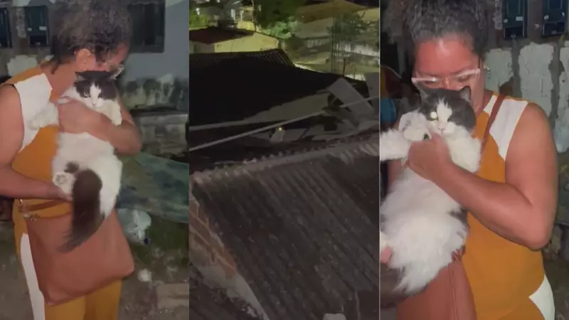 Gata Sobrevive Milagrosamente a Explosão em Olinda e é Resgatada com Vida dos Escombros