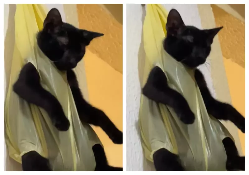 Gato é suspenso em sacola como castigo: vídeo chocante viraliza e gera revolta nas redes