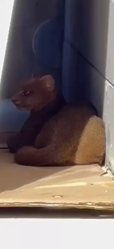 Gato-mourisco é resgatado em área urbana de Mogi das Cruzes; animal silvestre recebe cuidados