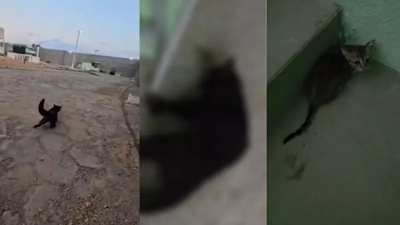 Gatos são envenenados em presídio do Piauí: suspeita é de que animais levavam drogas para detentos