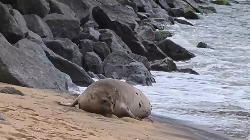 Gigante dos Mares: Elefante-marinho de 4 metros surpreende banhistas em praia do Rio de Janeiro
