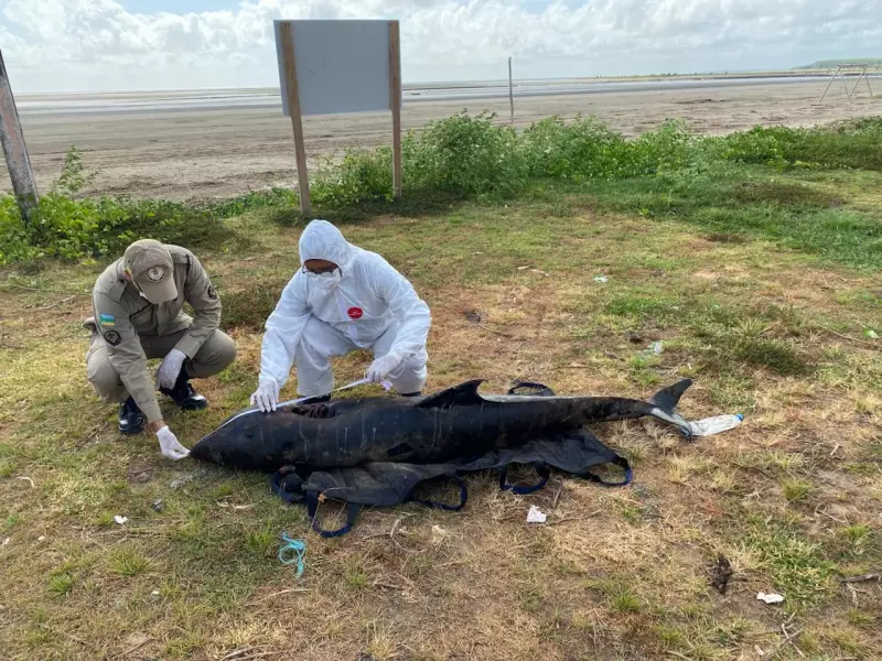 Golfinho-cabeça-de-melão, espécie raríssima, é encontrado morto no litoral do Amapá: Um alerta ambiental