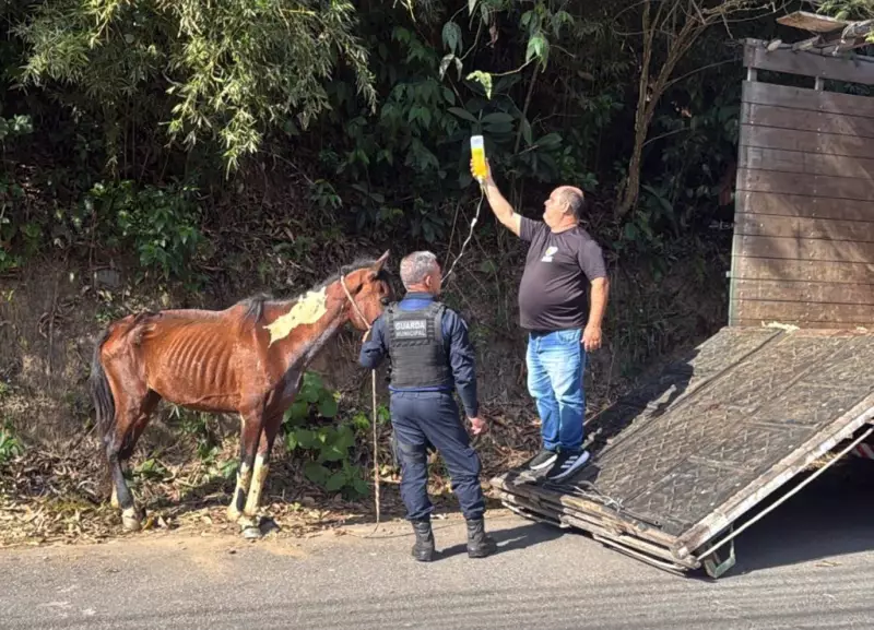 Égua Abandonada e Desnutrida é Resgatada em Volta Redonda: Caso Choca Moradores