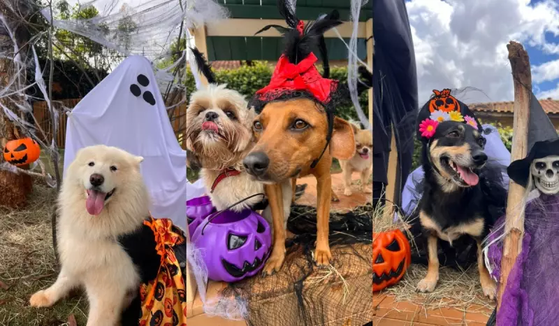 Halloween Pet: Creche no Interior de SP Promove Concurso de Fantasias para Cães e Gatos
