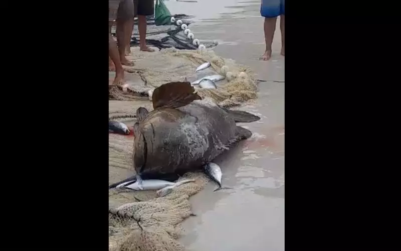 Heróis do mar: pescadores salvam peixe raro ameaçado de extinção em Arraial do Cabo