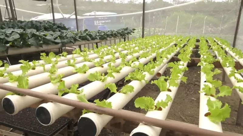 Hidroponia: Como Cultivar Alimentos Sem Terra Pode Revolucionar a Agricultura Familiar no Brasil