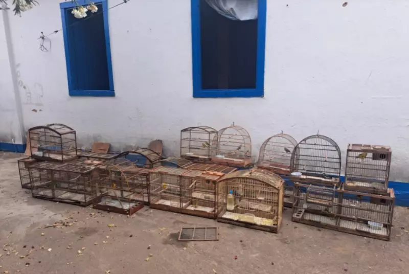 Homem é multado em R$ 69 mil por criar 58 pássaros silvestres sem autorização em Salinas