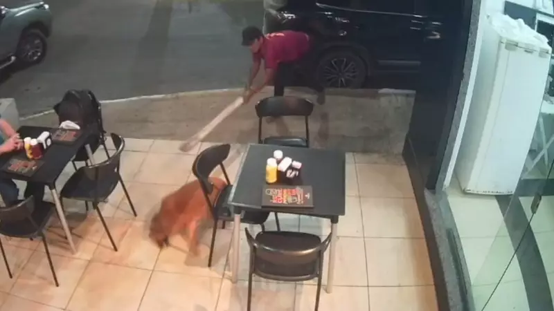 Homem é preso após agredir cachorro com paulada no Ceará; imagens chocam