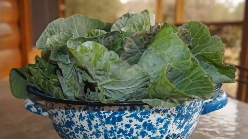 Idosos intoxicados por planta tóxica em MG recebem alta após 13 dias de internação