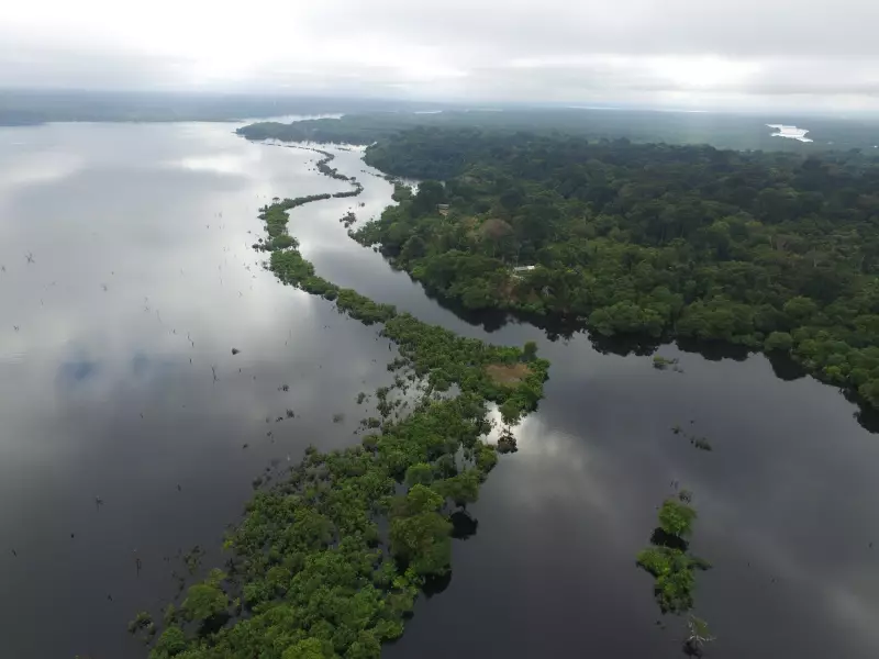 Imersão na Amazônia: Conheça o Lago com Mais de 36 Mil Jacarés em Rondônia