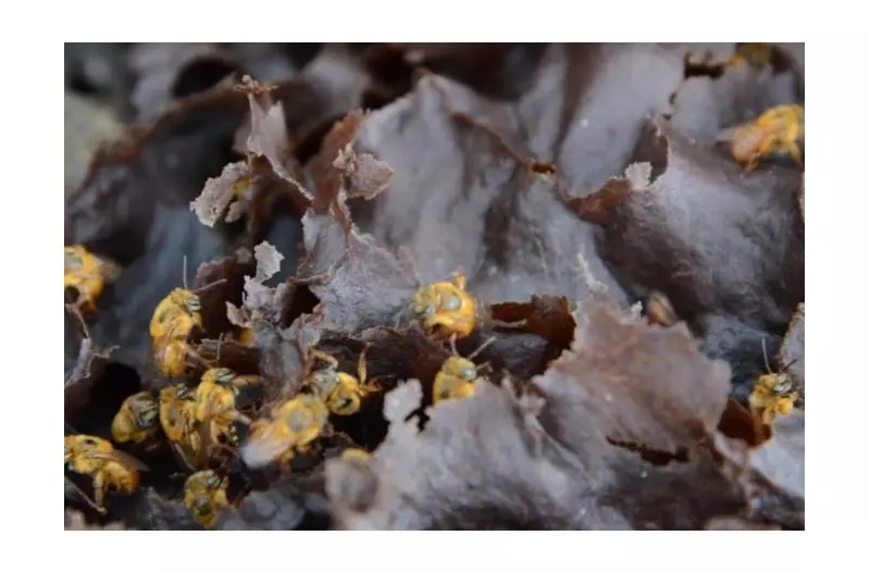 Inteligência Artificial na Luta pela Preservação: Univasf Cria Modelo para Proteger Abelhas de Substâncias Tóxicas