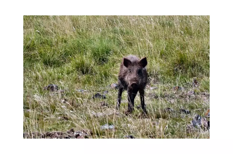 Invasão de Javalis em Roraima: Ameaça Silenciosa que Devasta Lavouras e Coloca Saúde em Risco