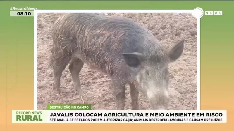 Invasão Silenciosa: Como Javalis Asselvajados se Tornaram uma Ameaça para a Lavouras e o Meio Ambiente no Brasil