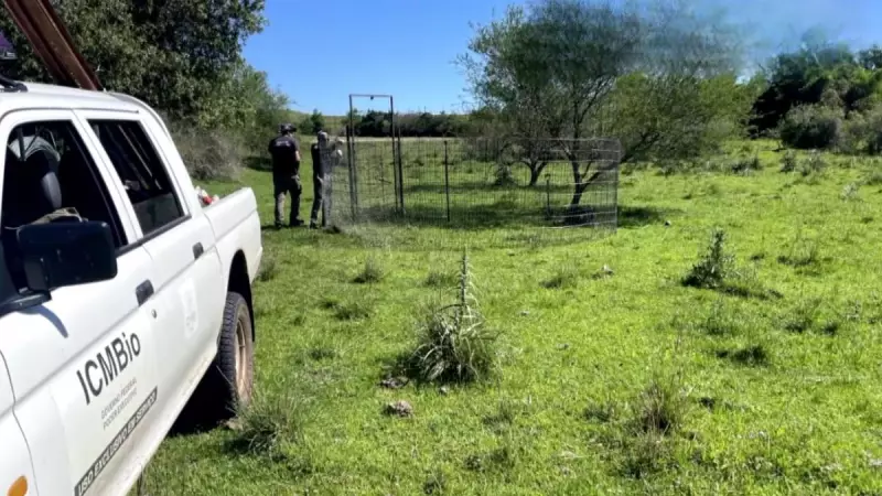 Invasão Silenciosa: Como uma Cidade do RS Está Combatendo os Javalis com Armadilhas Autorizadas