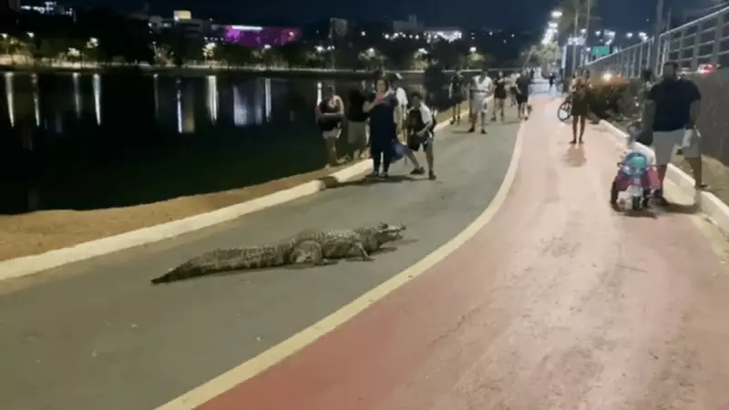 Jacaré 'Celso' vira atração inusitada durante caminhada no Parque das Águas, em Cuiabá
