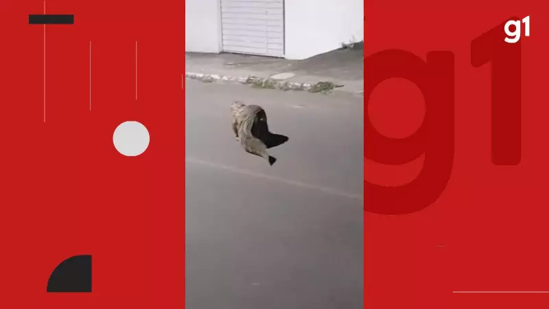 Jacaré surpreende moradores ao caminhar por rua no interior da Bahia; veja vídeo