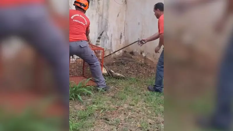 Jacaré Surpresa: Réptil é Resgatado de Unidade de Saúde no Interior de SP | Vídeo
