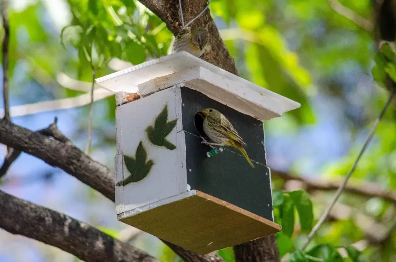 Jardineiro de Pedreira SP se torna herói da natureza ao instalar mais de mil ninhos para aves