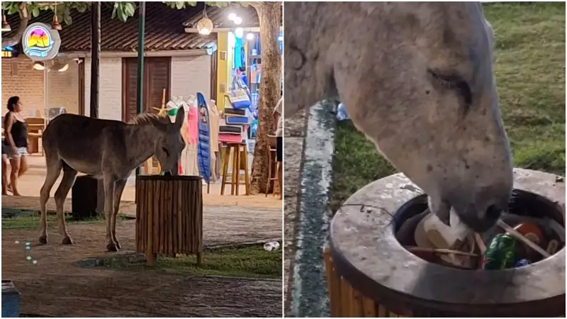 Jegues Sofrem Maus-Tratos e Abandono em Jericoacoara: Cenas Chocantes Viralizam