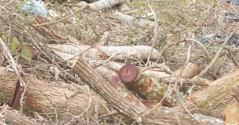 Justiça barra loteamento em área de Mata Atlântica em Carapicuíba: vitória ambiental
