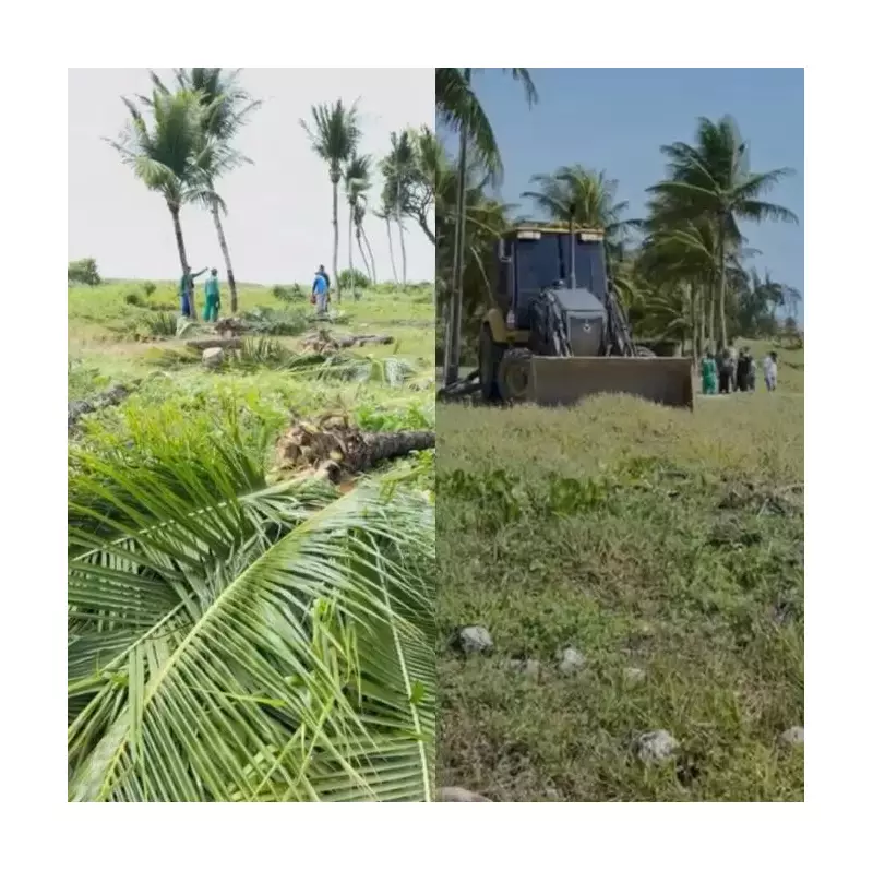 Justiça da Paraíba salva coqueiros de Camboinha: derrubada é suspensa!