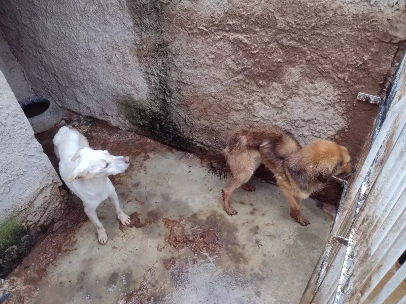 Justiça do Paraná Absolve Mulher Acusada de Maus-Tratos a Animais em Curitiba: Entenda o Caso