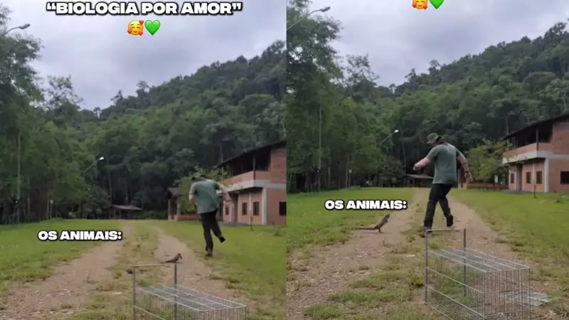Lagarto Persegue Biólogo em Cena Inusitada Durante Soltura em SC; Vídeo Viraliza na Internet