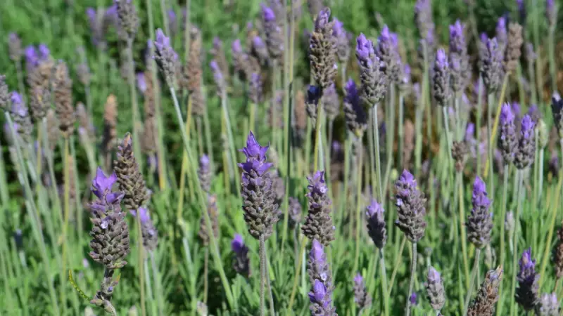 Lavandário em Toledo: Atração Rural Encanta Visitantes e Impulsiona Turismo no Oeste do Paraná