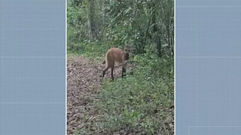 Lobo-guará é flagrado caminhando tranquilamente em estrada de Itapira; veja o vídeo impressionante