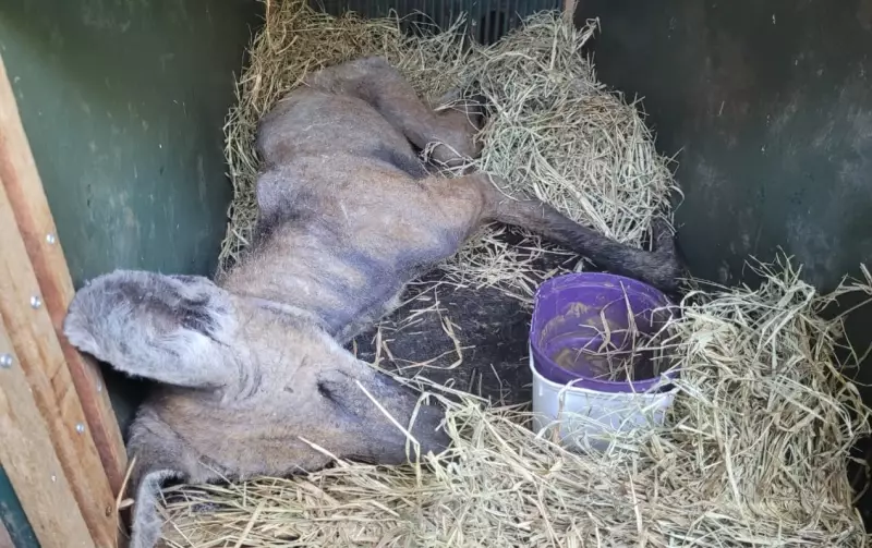 Lobo-guará resgatado com sarna grave recebe tratamento de emergência em Jundiaí; veja o vídeo emocionante
