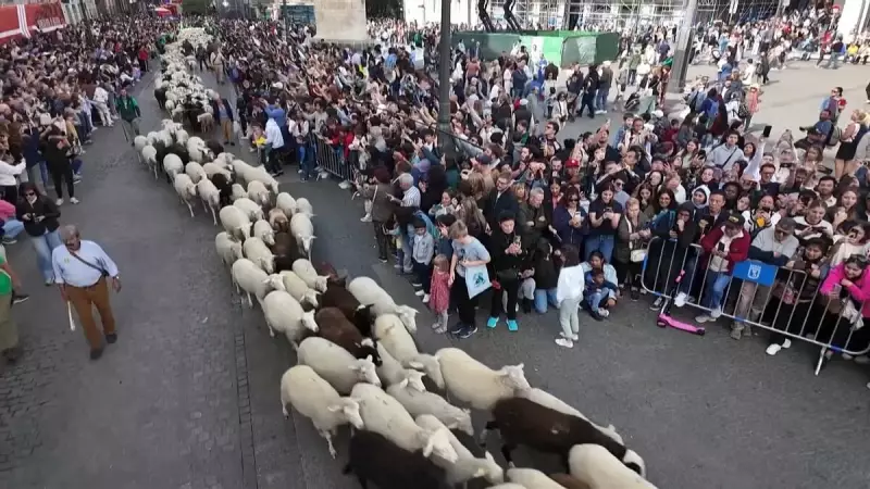 Madri Para: Tradição Milenar Leva Milhares de Ovelhas ao Coração da Cidade Espanhola
