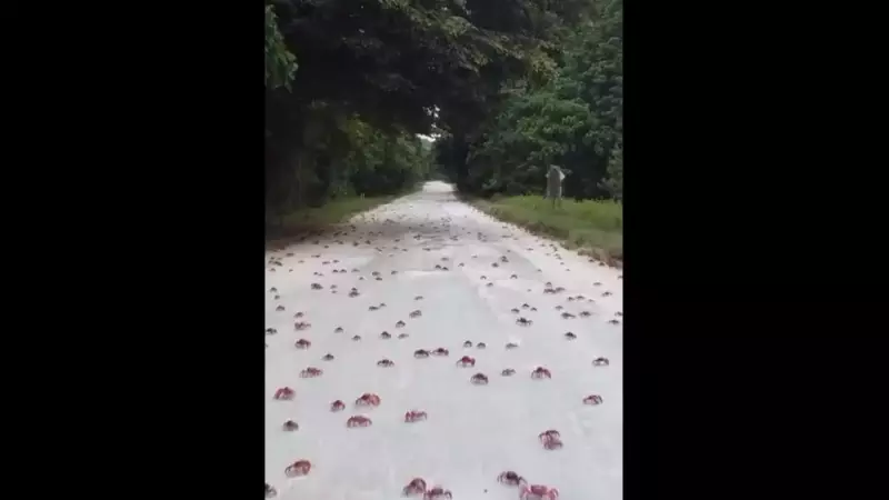 Mar Vermelho Vivo: A Espetacular Migração de Caranguejos que Transforma a Austrália