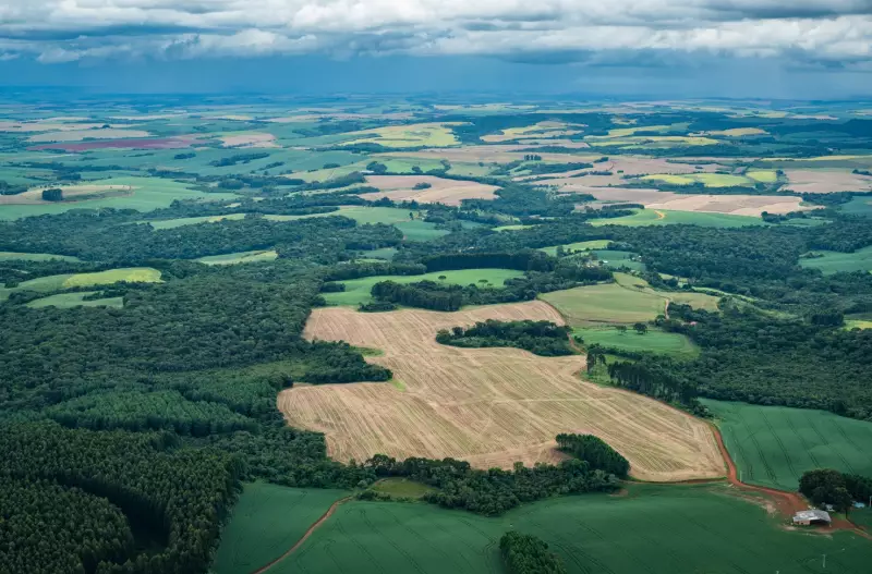 Mata Atlântica em Crise: Bioma Perde 115% de Vegetação em 40 Anos Entre Pressão e Regeneração
