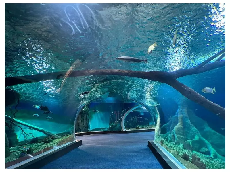 Mato Grosso do Sul Abriga o Maior Aquário de Água Doce do Planeta: 5 Milhões de Litros de Biodiversidade