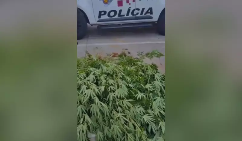 Mãe entrega próprio filho à PM e revela plantação de maconha com 11 pés no quintal de casa em Dracena