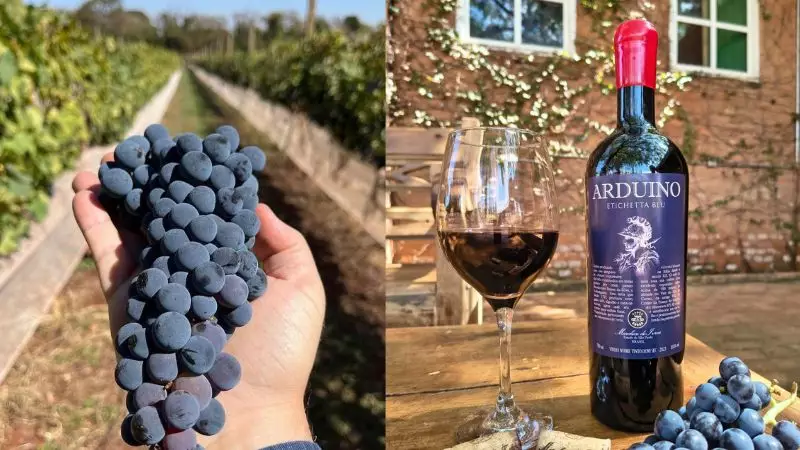Milagre Caipira: Vinho Brasileiro com a Mesma Uva do Famoso Brunello de Montalcino