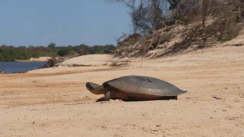 Mistério na Amazônia: Ovos Cozidos Aparecem em Ninhos de Aves e Revelam Crise Climática