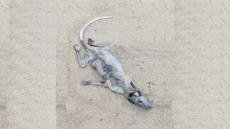 Mistério na Praia: Carcaça de Animal Raro Intriga Banhistas em São Sebastião