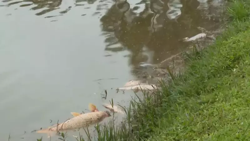 Mistério no Rio Iguaçu: Milhares de Peixes Mortos em Curitiba Acionam Polícia e Ambiental